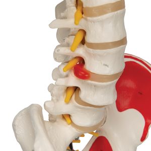 Flex skelet spieraanhechtingsplaatsen & ligamenten