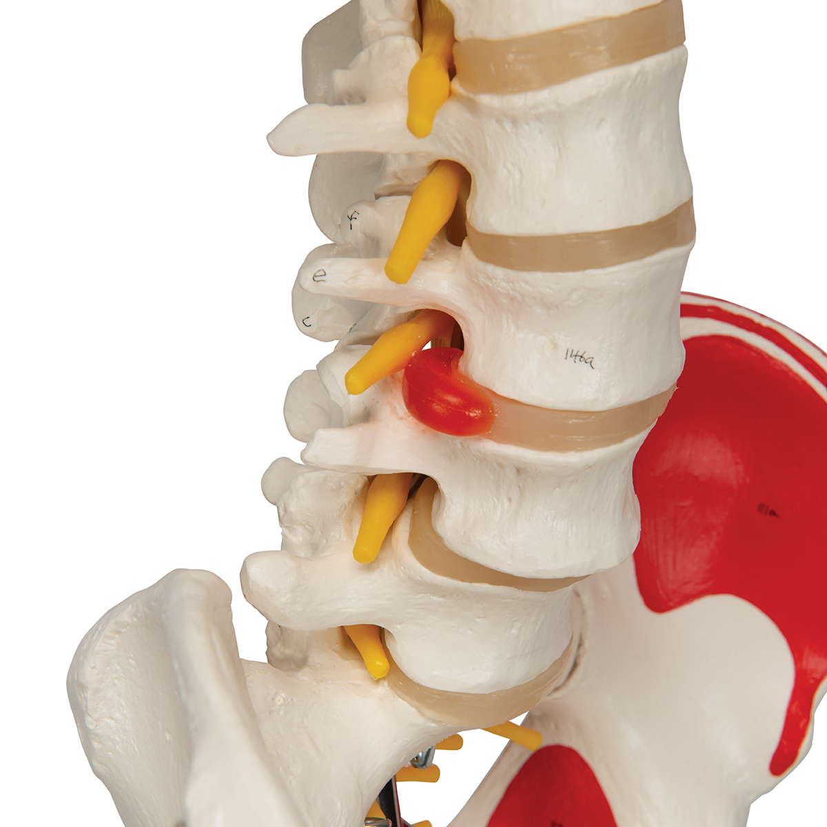 Flex skelet spieraanhechtingsplaatsen & ligamenten