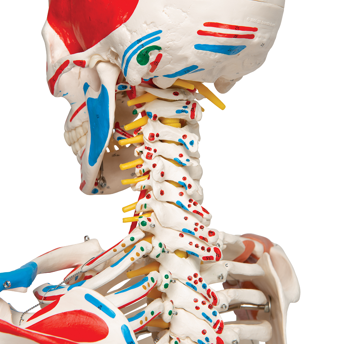 Flex skelet spieraanhechtingsplaatsen & ligamenten