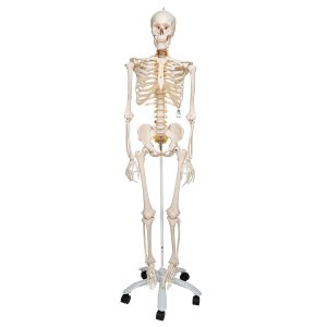 Flexibel Skelet Fred