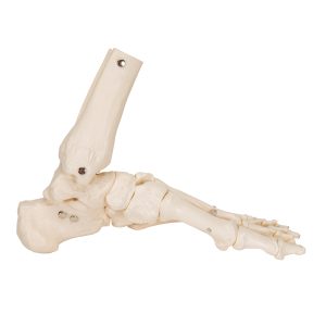 Voetskelet met Enkel, Flexibel