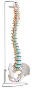 Flexibel Wervelkolom Model, Budget