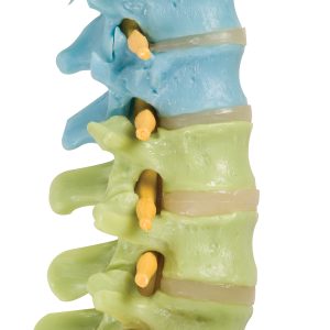 Didactische Flexibele Wervelkolom