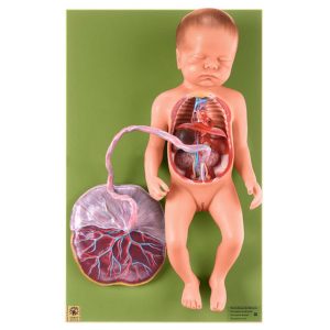 Model Bloedsomloop Foetus