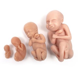 Foetus Modellen Set (4 stuks)