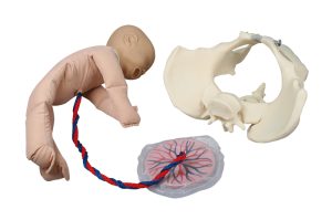 Foetus Pop met Vrouwelijk Bekken