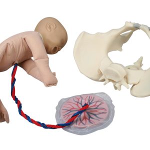 Foetus Pop met Vrouwelijk Bekken