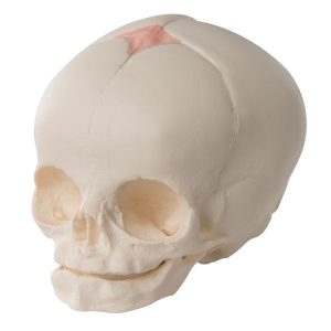 Foetus Schedelmodel