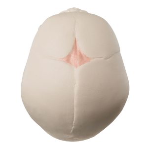 Foetusschedel 30 week, model op voet