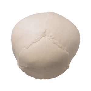 Foetusschedel 30 week, model op voet