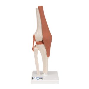 Functioneel Knie Gewricht