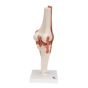 Functioneel Knie Gewricht