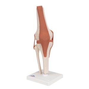 Functioneel Knie Gewricht