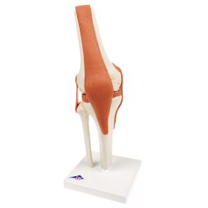 Deluxe functioneel kniegewricht