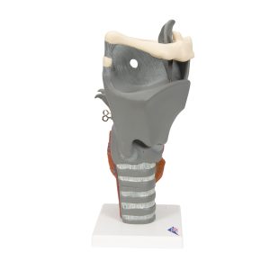 Functioneel Strottenhoofd, larynx, 2.5x vergroot