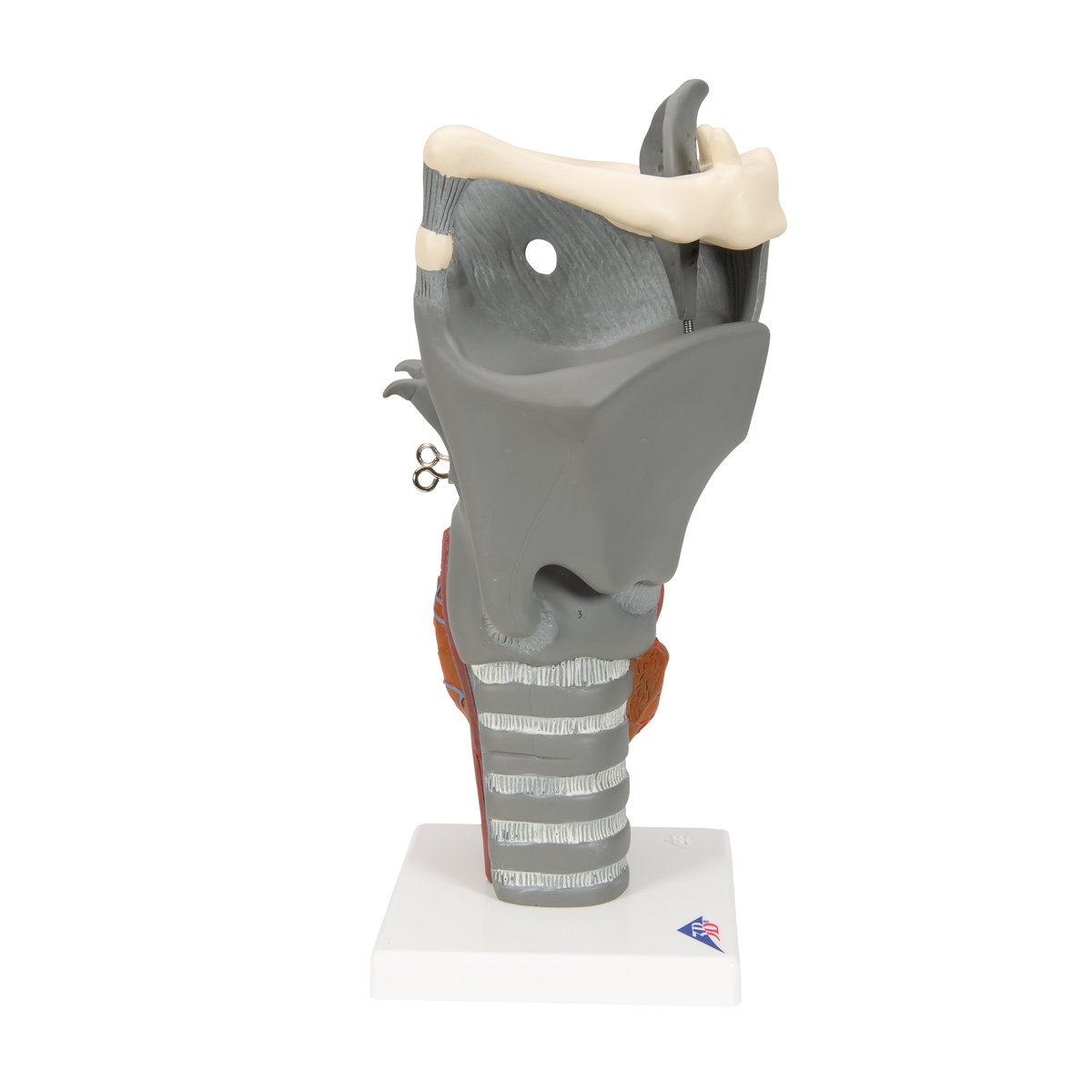 Functioneel Strottenhoofd, larynx, 2.5x vergroot