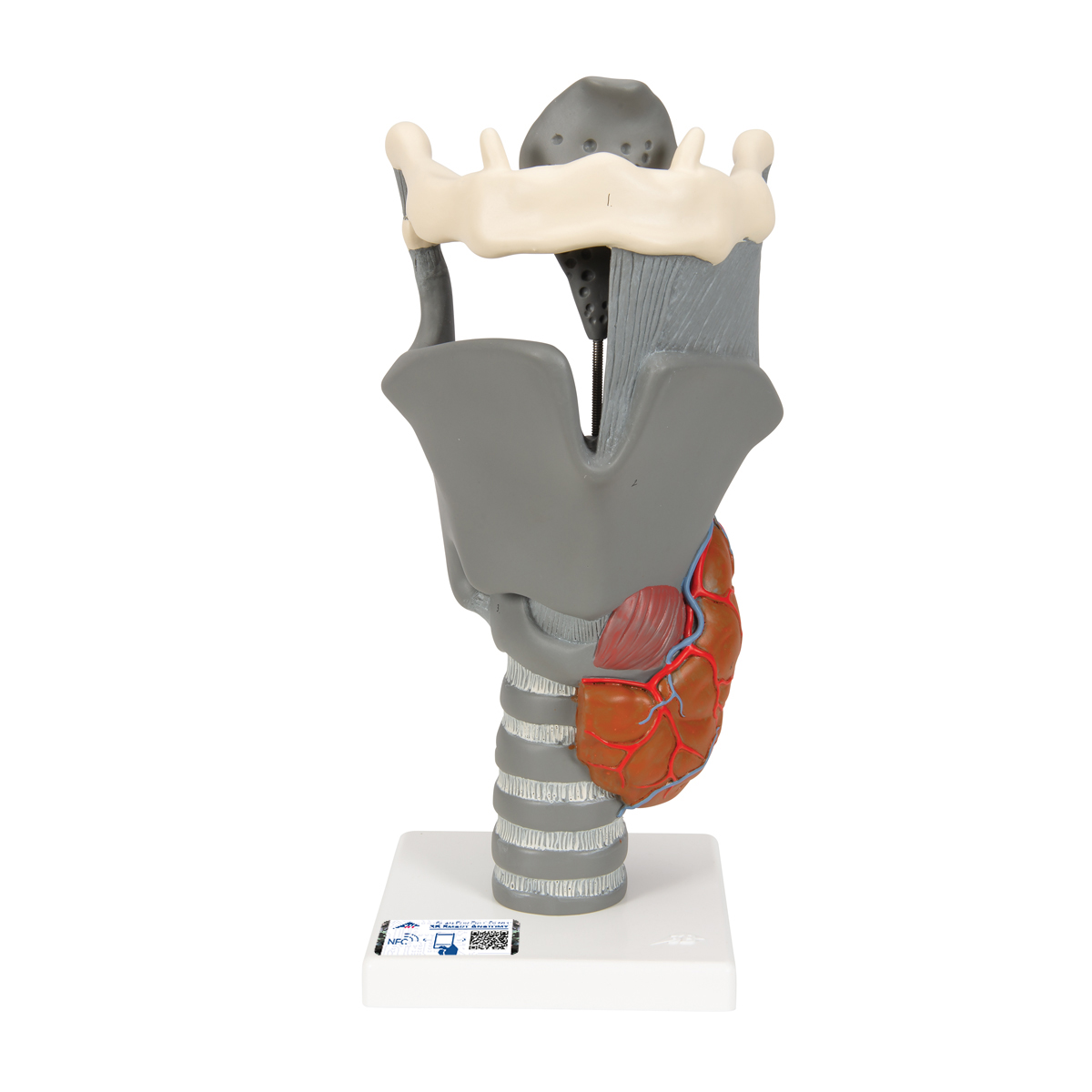 Functioneel Strottenhoofd, larynx, 2.5x vergroot