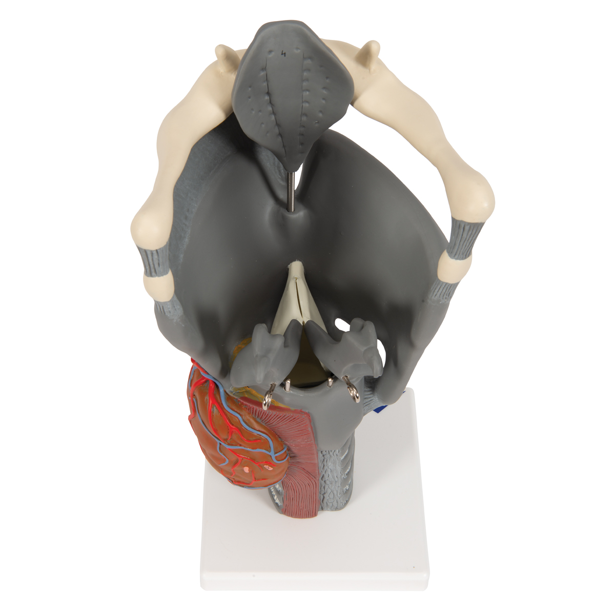 Functioneel Strottenhoofd, larynx, 2.5x vergroot