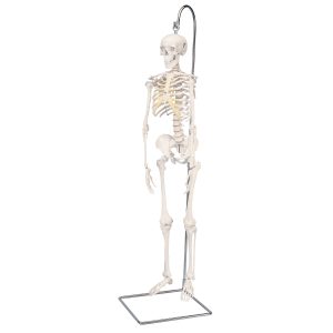 Geavanceerd 80cm skelet, Hangend