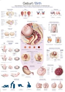 Anatomie Poster Geboorte, 70 x 100 cm
