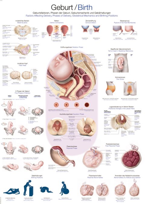 Anatomie Poster Geboorte, 70 x 100 cm
