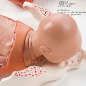 Model geboorteproces