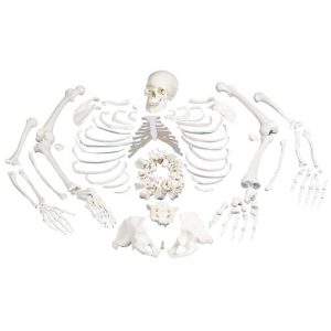 Geheel Skelet Model (ontleed)