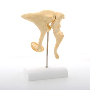 Gehoorbeentjes (Ossicles) Model Bonelike
