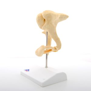Gehoorbeentjes (Ossicles) Model Bonelike