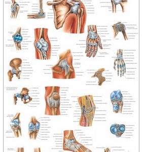 Gewrichten en Ligamenten Poster Gelamineerd