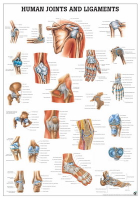 Gewrichten en Ligamenten Poster Gelamineerd