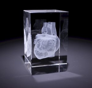 Anatomie Glasblok Hart