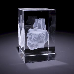 Anatomie Glasblok Hart