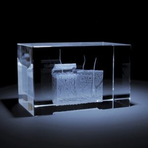 Anatomie Glasblok Huid
