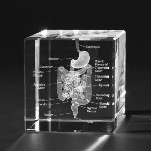Anatomie Glasblok Spijsverteringsstelsel
