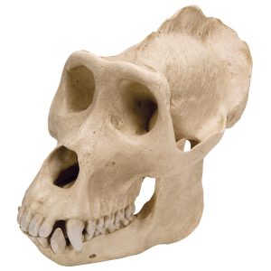 Gorilla Schedel Replica (Man)