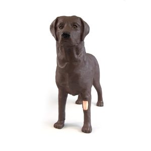 Gynaecologische Trainingshond Bella
