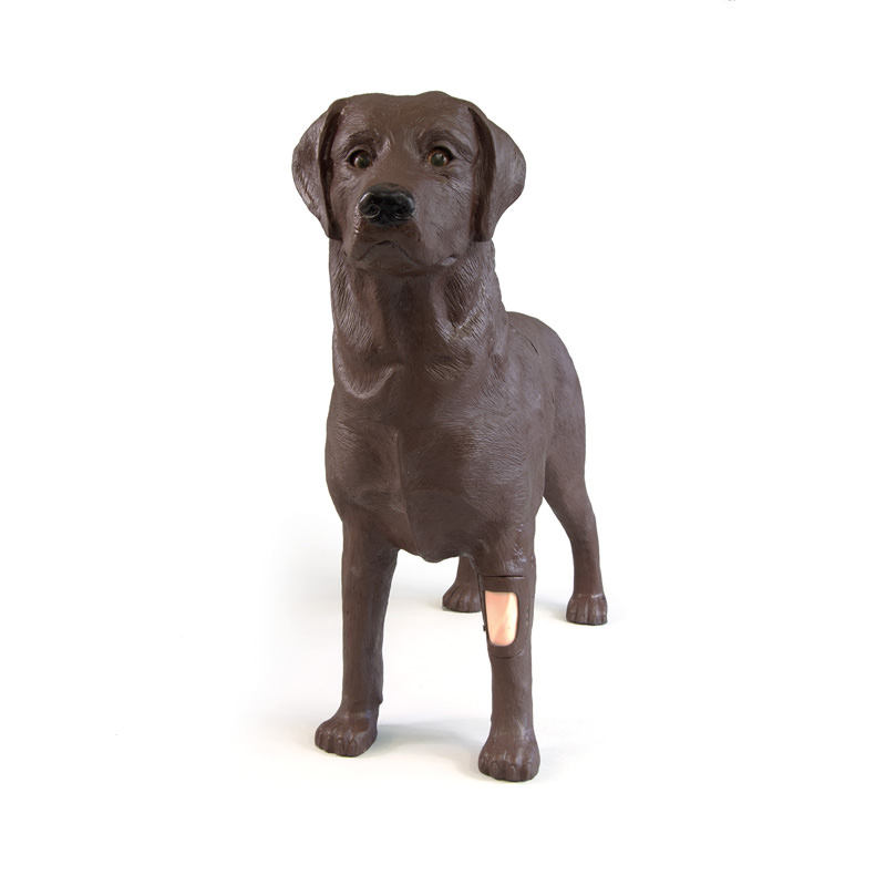 Gynaecologische Trainingshond Bella
