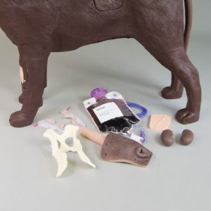 Gynaecologische Trainingshond Bella