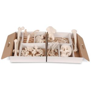 Half Skelet Model (ontleed)