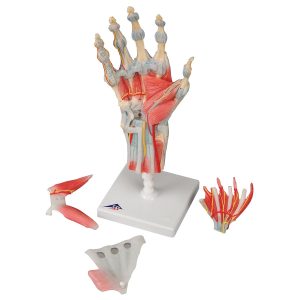 Hand met gewrichtsbanden & spieren