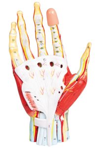 Anatomisch Model Hand, 7-delig