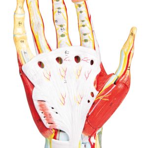 Anatomisch Model Hand, 7-delig