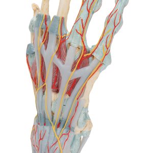 Hand met gewrichtsbanden & spieren