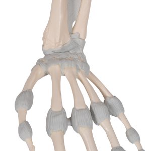 Hand skelet met elastische ligamenten