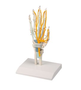Handmodel met Pezen, Zenuwen en Carpaal Tunnelsyndroom