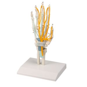 Handmodel met Pezen, Zenuwen en Carpaal Tunnelsyndroom