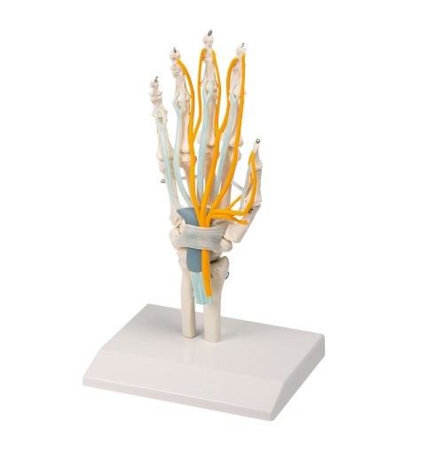 Handmodel met Pezen, Zenuwen en Carpaal Tunnelsyndroom