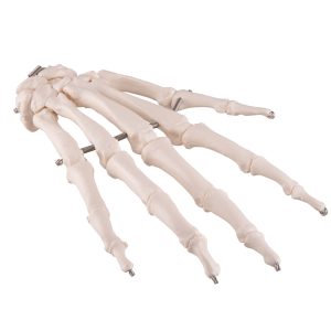 Handskelet