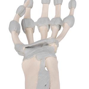 Hand skelet met elastische ligamenten